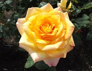 <i>Rosa</i> Gold Medal Yellow Grandiflora rose cultivar