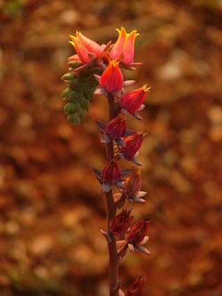 <i>Rosularia</i> Genus of flowering plants