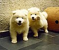 Samojed