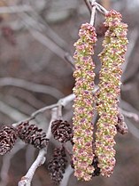 Alnus serrulata catkins