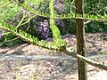 Folhagem primaveril (Longwood Gardens).