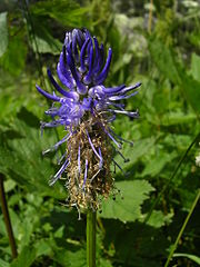 Phyteuma betonicifolium Teufelskralle blau bluhend.jpg