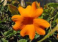 Thunbergia gregorii