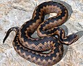 Orlovs Viper (Vipera orlovi)