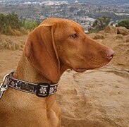 Vizsla-profile.jpg