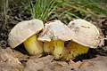 !Boletus radicans!