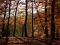 Yedigöller Millî Parkı Yedigöller National Park