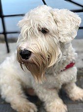 An adult Sealyham Terrier (not in show trim) Adult Sealyham Terrier.jpg