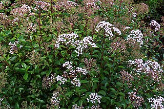 <i>Ageratina ligustrina</i> Species of flowering plant