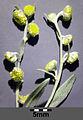 Inflorescences