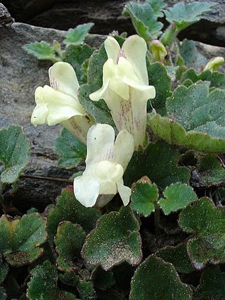 <i>Asarina</i> Genus of flowering plants