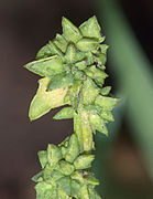 Atriplex patula inflorescence, uitstaande melde bloeiwijze (3).jpg