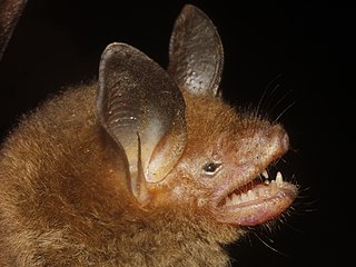 <span class="mw-page-title-main">Van Gelder's bat</span> Species of bat