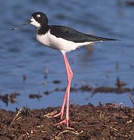 The Hawaiian stilt is usually considered a subspecies of the black-necked stilt.