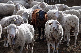 <span class="mw-page-title-main">Black sheep</span> Idiom for oddness or disreputability