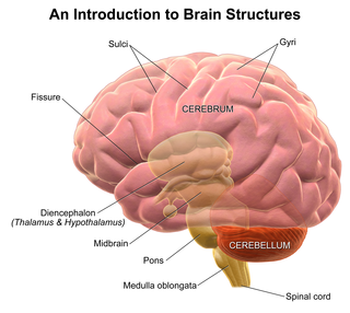 <span class="mw-page-title-main">Gustatory nucleus</span> Rostral part of the solitary nucleus located in the medulla