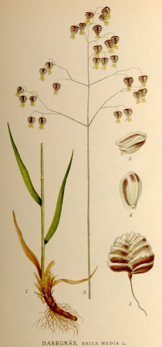 <i>Briza media</i> Species of grass