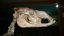 Skull Camel skull 2.JPG