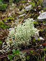 Hede-rensdyrlav (Cladonia portentosa), en busklav fra sæksvampordenen Lecanorales.