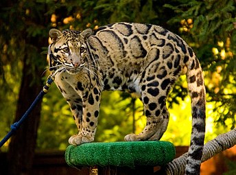 Clouded leopard