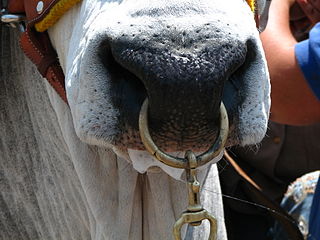 <span class="mw-page-title-main">Nose ring (animal)</span> For controlling bulls and weaning calves