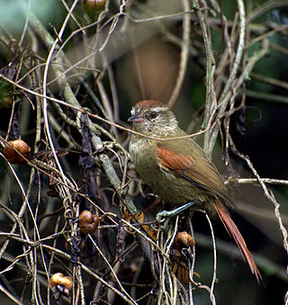 <i>Cranioleuca</i> Genus of birds