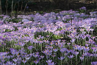 Crocus tommasinianus