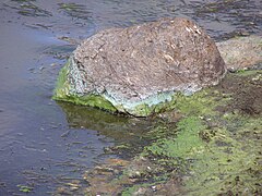 Espuma verde de cyanobacteria arrojada por el oleaje sobre una roca en California