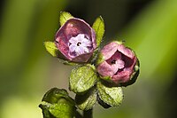 Cynoglossum germanicum