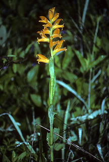 <i>Dichromanthus</i> Genus of orchids