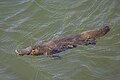 76 Duck-billed platypus (Ornithorhynchus anatinus) Scottsdale uploaded by Charlesjsharp, nominated by Charlesjsharp,  16,  0,  0