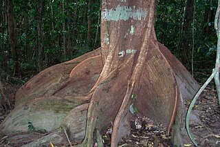 <i>Dysoxylum pettigrewianum</i> Species of tree in the family Meliaceae