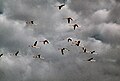 Marismas del Macta : Flamencos rosas en vuelo.