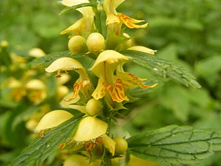 <i>Lamium galeobdolon</i> Species of flowering plant