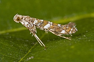 <span class="mw-page-title-main">Gracillariidae</span> Family of moths