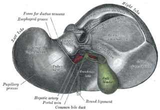 Porta hepatis