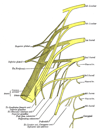 <span class="mw-page-title-main">Tibial nerve</span> Branch of the sciatic nerve