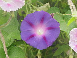 Purpurinis sukutis (Ipomoea purpurea)