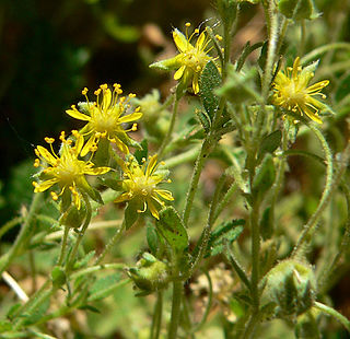 <i>Ivesia jaegeri</i> Species of flowering plant