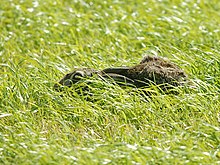 European hare hiding in a "form" Lepus europaeus (hiding).jpg