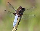 Libellula depressa (Plattbauch, Männchen) [D]