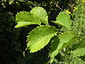 Lutèce leaves in July