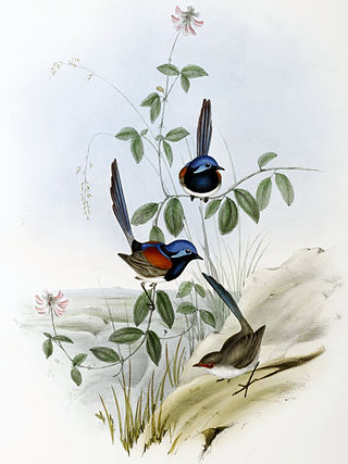 <span class="mw-page-title-main">Blue-breasted fairywren</span> Species of bird