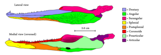 <i>Manubrantlia</i> Extinct genus of temnospondyls