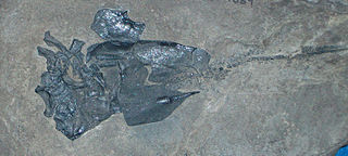 <i>Millerosteus</i> Extinct genus of placoderm fish of the Devonian period