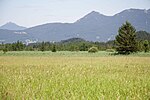 Alpine scenery with a meadow and forest