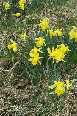 Puaskruusen (Narcissus pseudonarcissus)