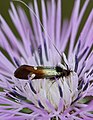 Nemophora raddaella (Adelidae)