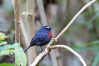 <span class="mw-page-title-main">Slaty-backed chat-tyrant</span> Species of bird