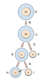 Oogenesis in Eukaryotic Cells.(A) oogonium where the mitotic division occurs (B) differentiation and meiosis I begins (C) primary oocyte (D) meiosis I is completed and meiosis II begins (E) secondary oocyte (F) first polar body (G) ovulation must occur and the presence of the sperm penetration (fertilization) induces meiosis II to completion (H) ovum (I) second polar body